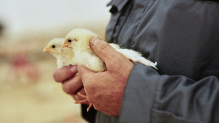 Kylling bonde Foto Øivind Haug